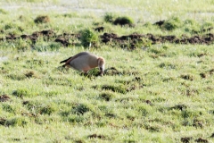 Egyptian Goose