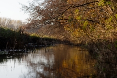 River and Trees