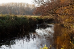 River and Trees