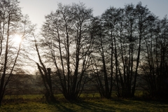 Sun Through the Trees