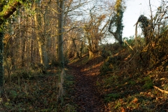 Woodland Walk