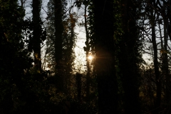 Sun Through the Trees