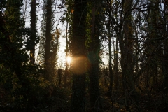 Sun Through the Trees