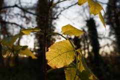 Sun Through Leaves