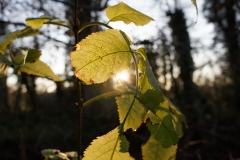 Sun Through Leaves