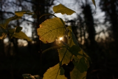 Sun Through Leaves