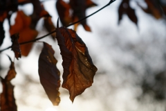 Sun Through Leaves