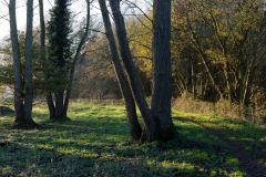 Sun Through the Trees