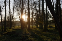 Sun Through the Trees