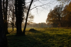 Sun Through the Trees