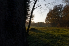 Sun Through the Trees