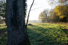 Sun Through the Trees