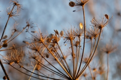 Wild Flowers