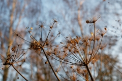 Wild Flowers