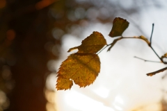 Sun Through Leaves