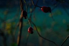 Rose hip