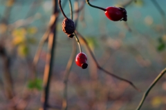 Rose hip