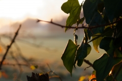 Sun Through Leaves