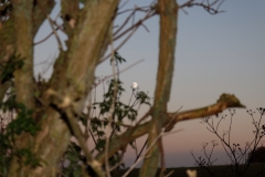 Moon Through Trees