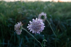 Wild Flowers