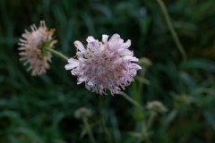 Wild Flowers