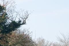 Buzzard in Tree