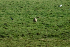 White-Fronted Goose