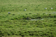 White-Fronted Goose