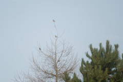 Small birds in Tree