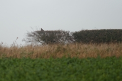 Buzzard in Bush