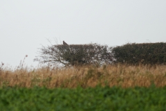 Buzzard in Bush