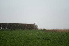 Buzzard in Bush