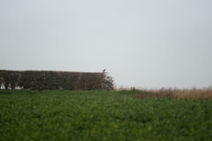 Buzzard in Bush