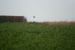 Buzzard in Flight