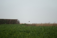 Buzzard in Flight