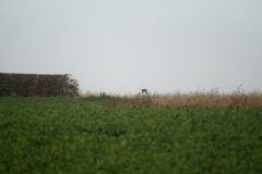 Buzzard in Flight