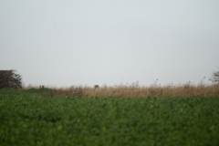 Buzzard in Flight