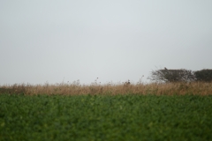 Buzzard in Flight & one in Bush