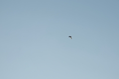 Buzzard in Flight in distance