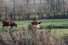 Cows