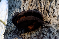 Tree Fungus