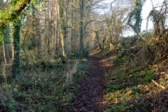 Forest Walk