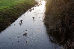 Stream on a Golfcourse