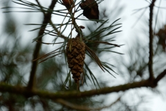 Pinecone