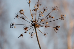 Wild flower