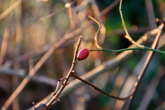 Rose-hip