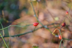 Rose-hip