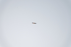 Buzzard in Distance