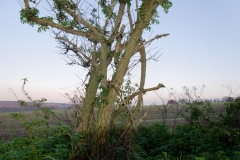 Tree & Sunset