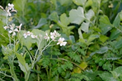 Wild Flowers